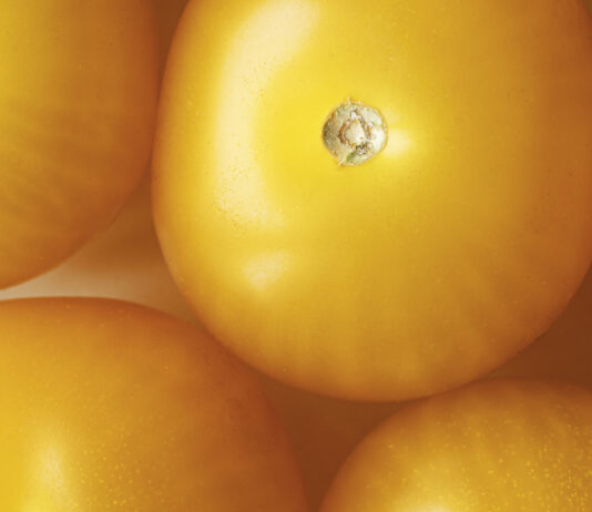 Любимый сорт дачников: томаты удивляют урожаем и вкусом — семена скупают с осени