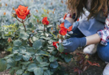 Окучиваем розы на зиму: Когда и как это надо делать — дачникам дали чёткий ответ