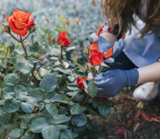 Окучиваем розы на зиму: Когда и как это надо делать — дачникам дали чёткий ответ