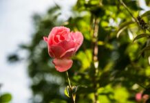 3 простых шага осенью: И чёрной пятнистости на розах больше нет — стопудовый метод умных дачников