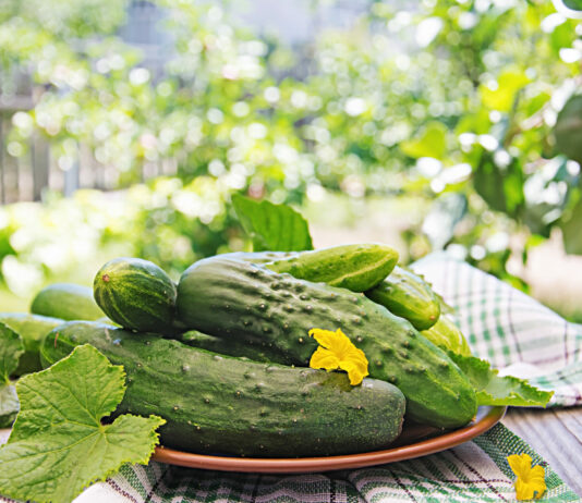 Эти 3 сорта гибридных огурцов каждый год заваливают урожаем: дачники уже толпятся в очереди за семенами