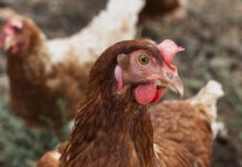 Кур зимой кормят только так: холеные и счастливые запросто переживают суровые морозы