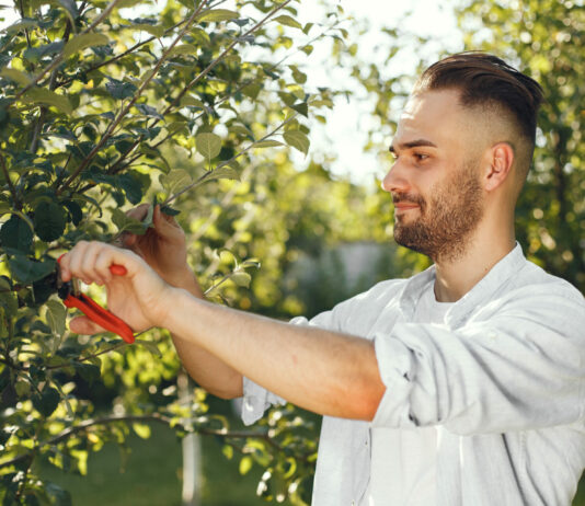 3 ошибки, которые совершает каждый нерадивый садовод — яблоня болеет, срезы мокнут, урожая нет и в помине