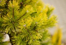 Эта сосна подойдет даже для крохотного участка: миниатюрная, но пушистая и красивая, как из сказочного леса