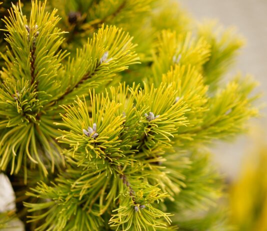 Эта сосна подойдет даже для крохотного участка: миниатюрная, но пушистая и красивая, как из сказочного леса