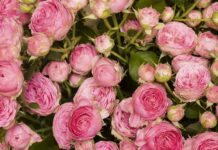 Не роза, а настоящее очарование: Цветы пышные и нежно-розовые — соседи обзавидовались