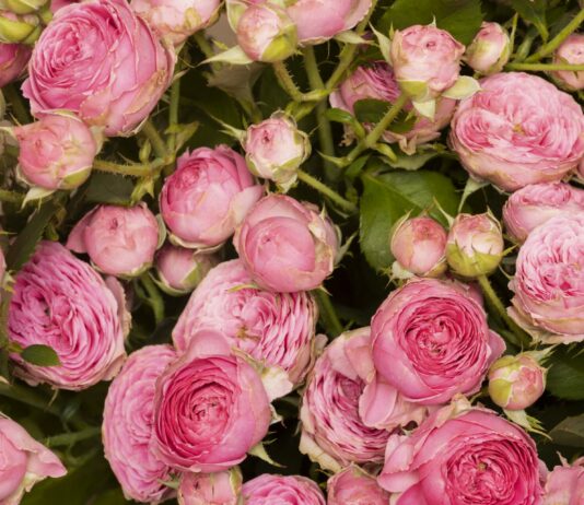 Не роза, а настоящее очарование: Цветы пышные и нежно-розовые — соседи обзавидовались