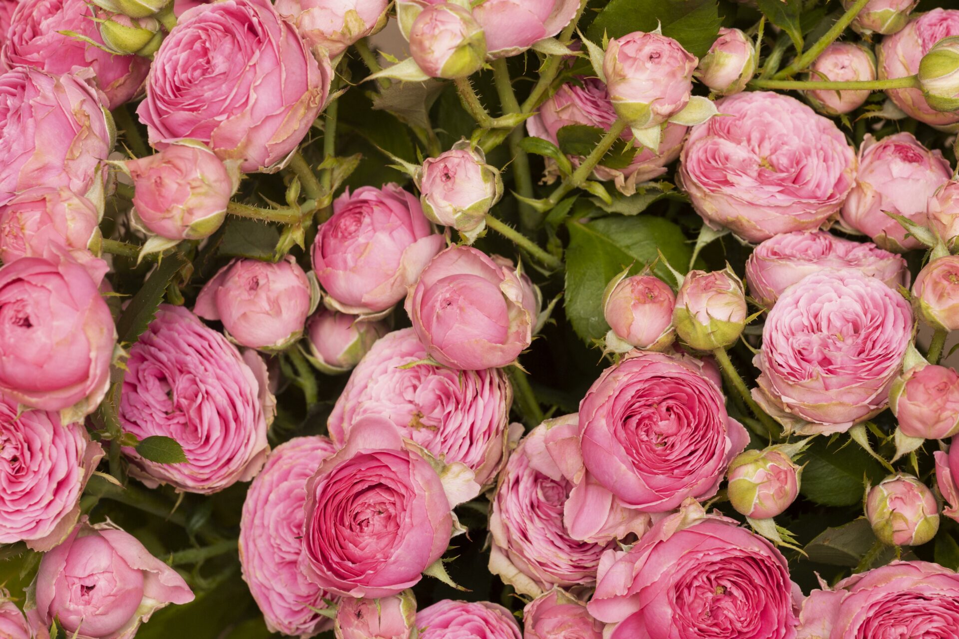 Не роза, а настоящее очарование: Цветы пышные и нежно-розовые — соседи обзавидовались