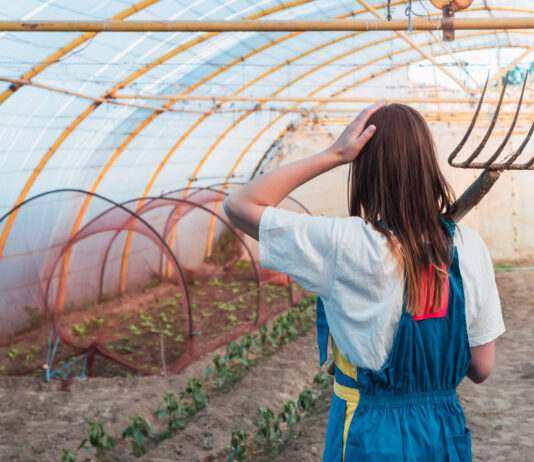 Дачник, 3 действия перед зимой в теплице — и она как новая: Ни болезней, ни насекомых нет в помине