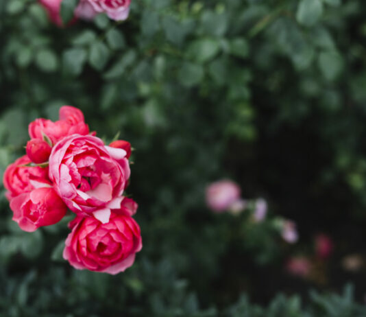 Только до +5: Чем обработать розы в ноябре — успейте до лютых морозов