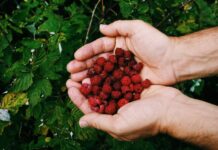 Малина заложит 2 млн цветочных почек: Всего 1 действие перед зимой — и урожая хоть завались