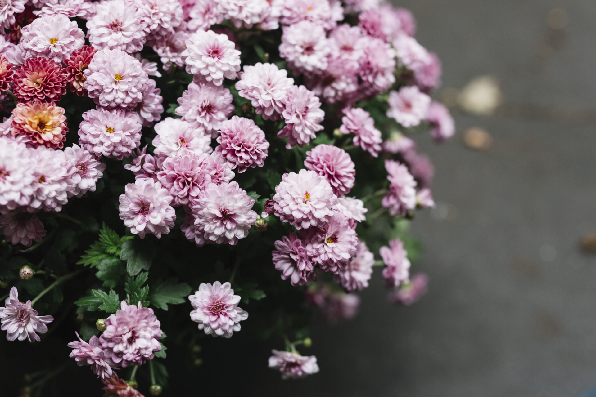 Бросаем в грунт горсть семян: Получаем пышнейшие кусты-шары с мелкими цветочками — настоящее счастье для дачника