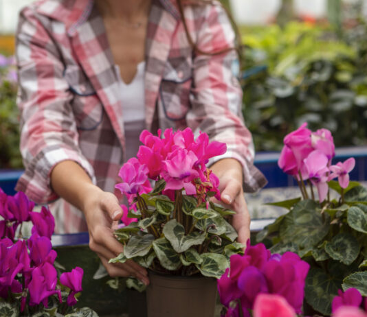 5 хитростей с петунией — и она цветёт, как пышный красочный шар — совет от цветоводов