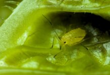 100 мл и 10 минут в ноябре: Тли на растениях больше нет — ссыпалась дождём на землю мгновенно