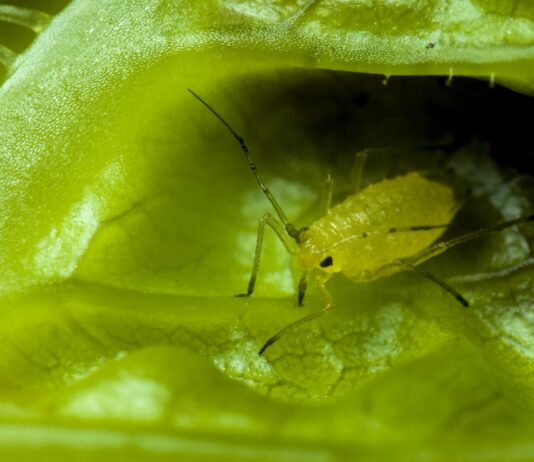 100 мл и 10 минут в ноябре: Тли на растениях больше нет — ссыпалась дождём на землю мгновенно