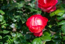 Обрезаем эти ветки у розы осенью: Если не сделать, загубите куст — совет от цветоводов со стажем