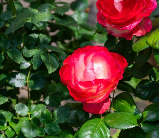 Обрезаем эти ветки у розы осенью: Если не сделать, загубите куст — совет от цветоводов со стажем