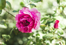 Розы на зиму укрываем только так: Не вымерзают даже в самые суровые зимы — цветами потом заваливают