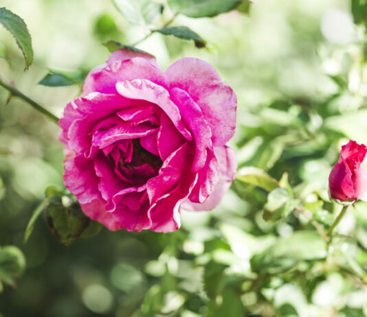 Розы на зиму укрываем только так: Не вымерзают даже в самые суровые зимы — цветами потом заваливают