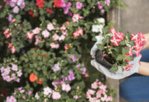 Надоевшие петунии больше не сажаем: Этот неприхотливый однолетник затмит все цветы на клумбе — а аромат, как от медового торта