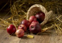 Сажаем 1 сорт яблонь на своей даче — и диву даёмся, выглядит как райское дерево, даёт по 20 кг плодов каждый год