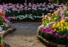 Самые красивые осенние многолетники для дачи: Сажаем только их — и клумба до морозов как пышный цветочный ковёр