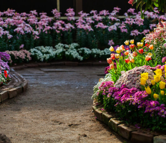Самые красивые осенние многолетники для дачи: Сажаем только их — и клумба до морозов как пышный цветочный ковёр