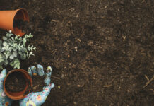 Умный дачник льёт уксус в почву в ноябре: Зачем он это делает — дедовская хитрость для вас