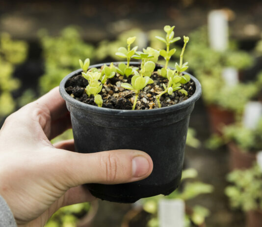 Белокрылка и её яйца исчезли прямо на глазах: Рассада крепкая и здоровая — 25 мл на литр