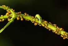 1 действие в конце ноября — и тли на деревьях в новом сезоне нет в помине — простой лайфхак для дачника