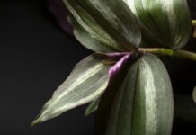 Кончики листьев цветка сохнут — как ему помочь: Простой совет цветоводов в ноябре