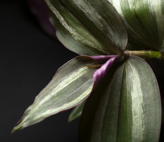 Кончики листьев цветка сохнут — как ему помочь: Простой совет цветоводов в ноябре