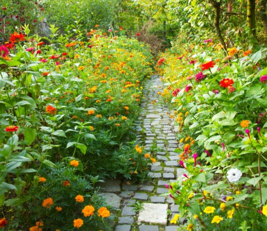 Только под зиму: Цветы так сажаем из года в год — 4 важные причины от опытного дачника