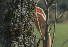 Самое главное правило: Как белить деревья перед зимой в ноябре — вы точно о нём знали?