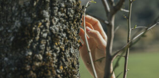 Самое главное правило: Как белить деревья перед зимой в ноябре — вы точно о нём знали?