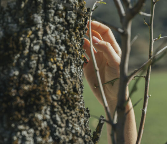 Самое главное правило: Как белить деревья перед зимой в ноябре — вы точно о нём знали?