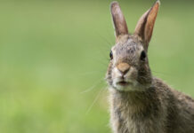Кроликов зимой кормят только так: прибавляют вес и отлично переживают морозы — даже хилые оживают