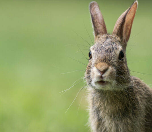 Кроликов зимой кормят только так: прибавляют вес и отлично переживают морозы — даже хилые оживают