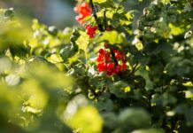 3 ведра под куст смородины в ноябре — и он ушёл в спячку: зимой точно не вымерзнет