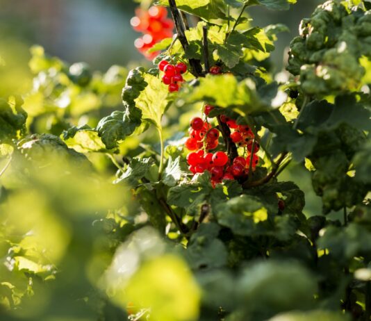3 ведра под куст смородины в ноябре — и он ушёл в спячку: зимой точно не вымерзнет