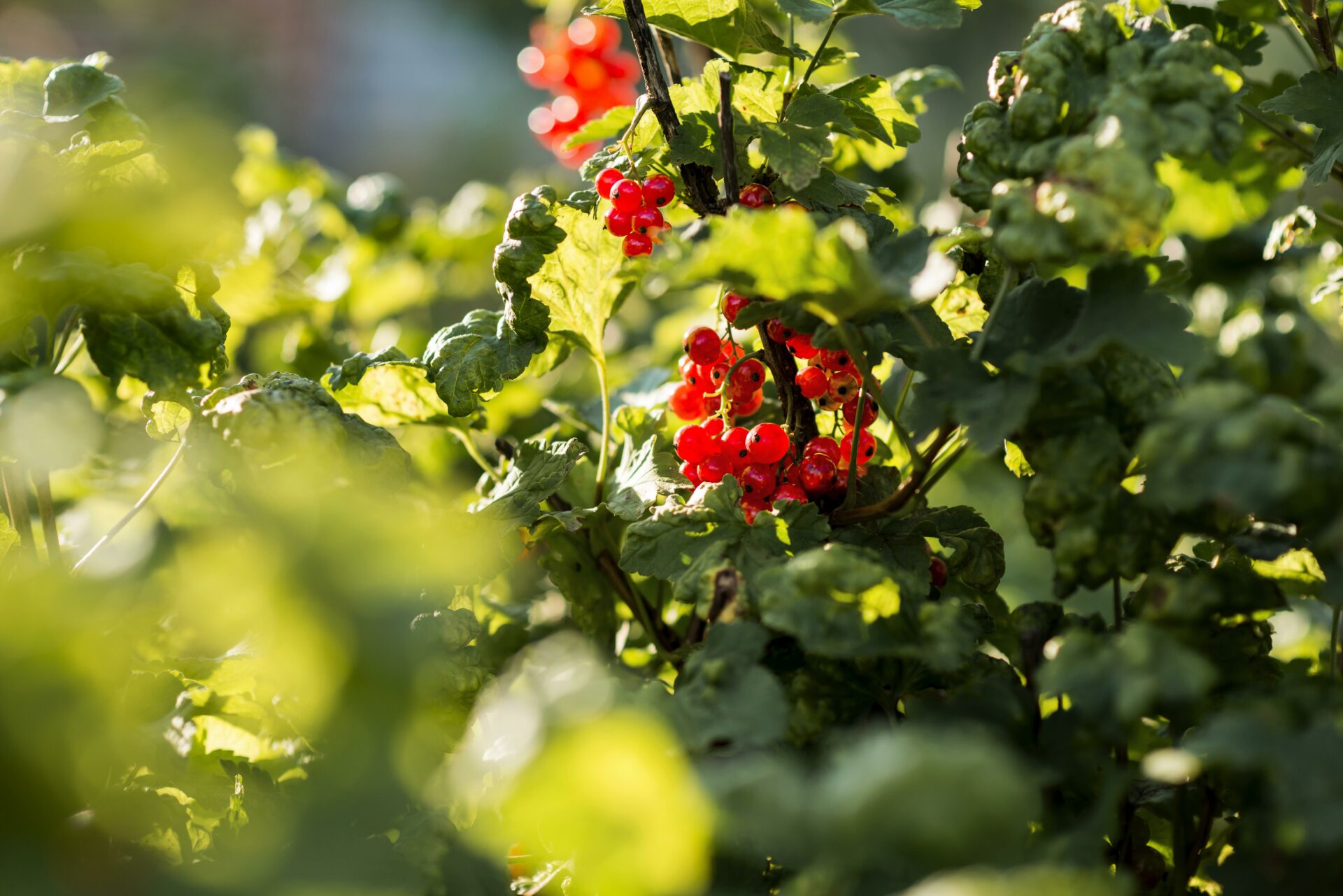 3 ведра под куст смородины в ноябре — и он ушёл в спячку: зимой точно не вымерзнет