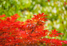 1 куст на даче: И он превратится в райский уголок — соседи свернут шеи от зависти