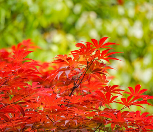 1 куст на даче: И он превратится в райский уголок — соседи свернут шеи от зависти