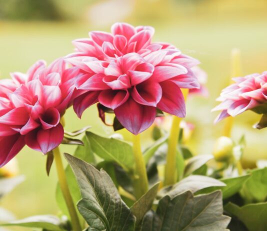 «Зачем вы их моете?»: Вот как сохранить клубни георгинов до самой весны