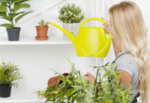 1 брикет на лейку: И поливаем любые растения — от комнатных цветов до рассады — а эффект — просто Вау