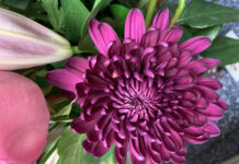 Прожженные садоводы высеивают астры только под зиму: когда сажать и в чем плюсы такого посева