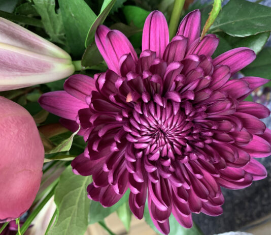 Прожженные садоводы высеивают астры только под зиму: когда сажать и в чем плюсы такого посева