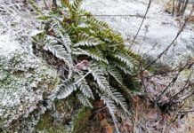 Эти ошибки при укрытии на зиму совершает каждый третий дачник: потом локти кусает — остается без урожая