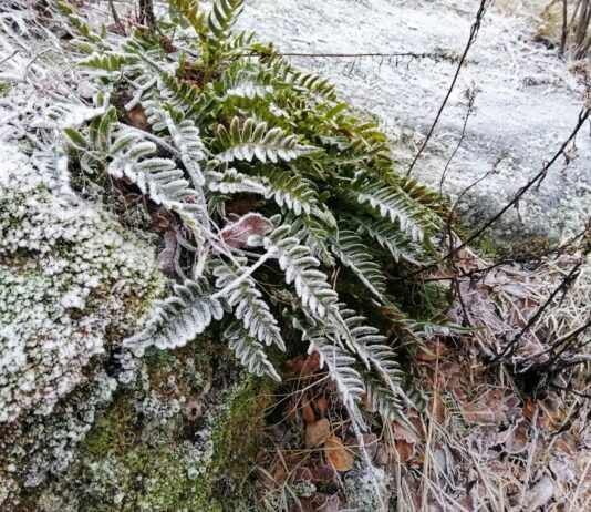 Эти ошибки при укрытии на зиму совершает каждый третий дачник: потом локти кусает — остается без урожая