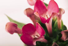 Всего 1 действие в ноябре: И декабрист покрылся миллионом огромных бутонов — вот это хитрость от агронома